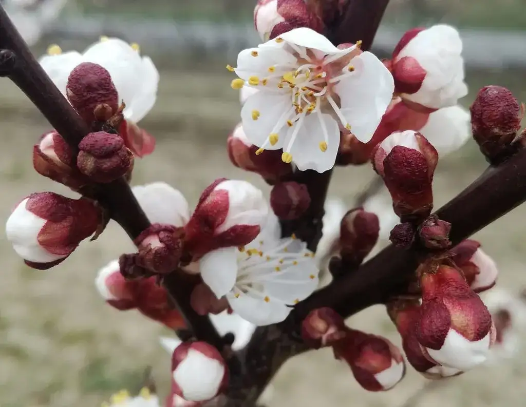 Jak kwitnie morela? Poznaj tajemnice jej pięknych kwiatów