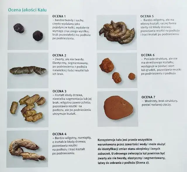 Stolec żółty u psa: co oznacza i jakie są możliwe przyczyny?