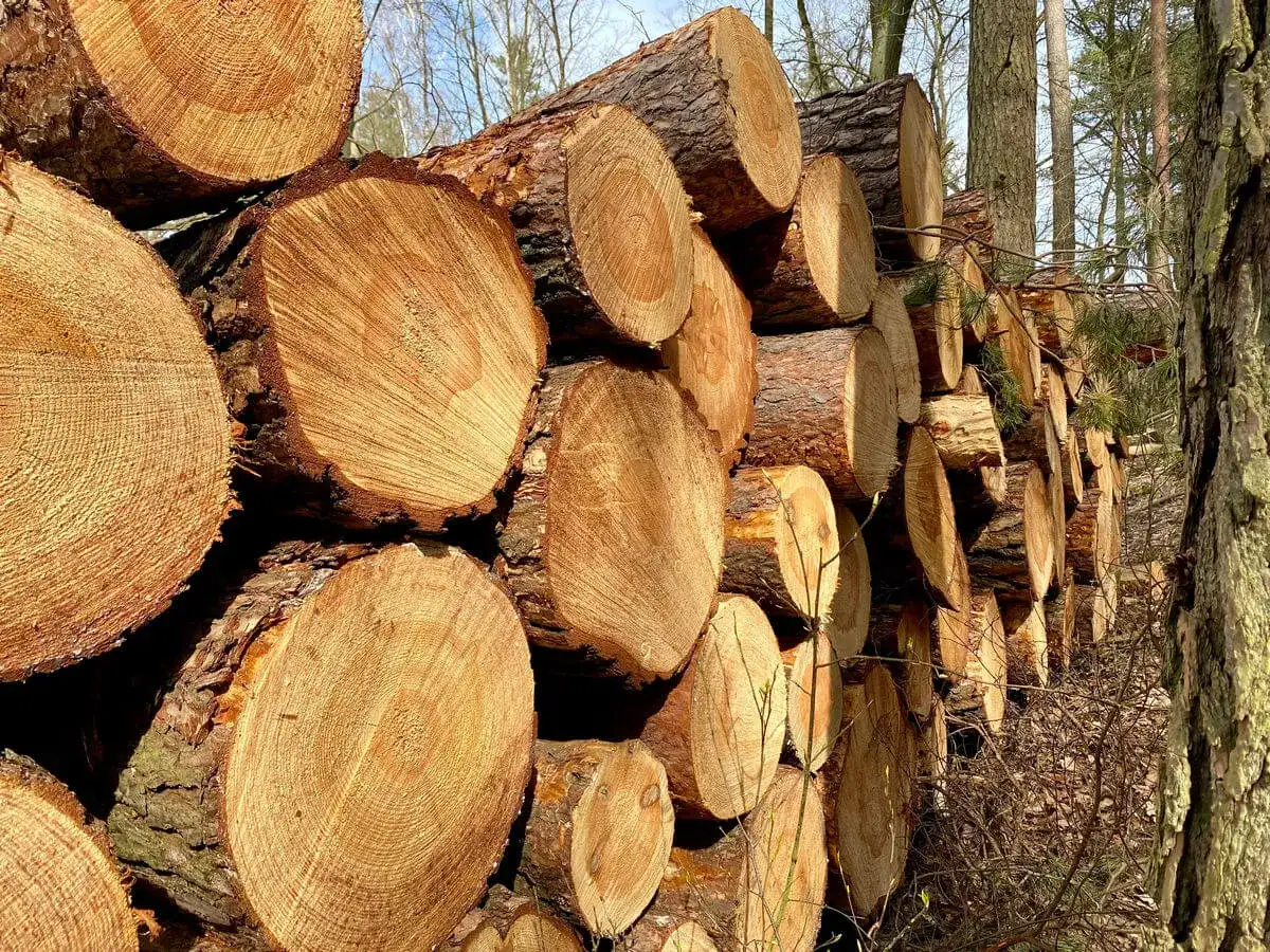 Stos ściętych pni drzew z widocznymi słojami, w lesie.