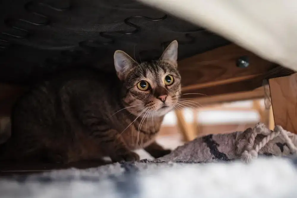 Zespół stresu pourazowego u kota: objawy, przyczyny i leczenie