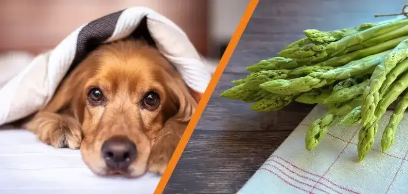 Czy pies może jeść szparagi? Bezpieczne przygotowanie i ryzyka
