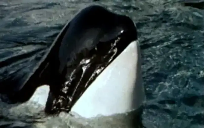 Film o orce: emocjonująca historia zemsty i ludzkich wyborów