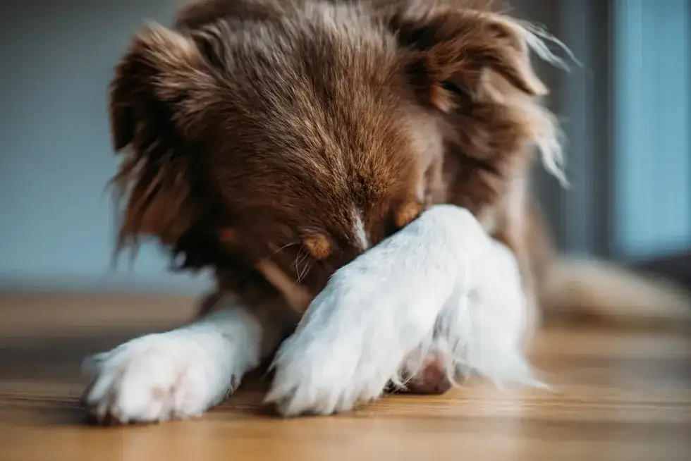 Dlaczego szczeniak się trzęsie? Przyczyny, objawy i kiedy iść do weterynarza