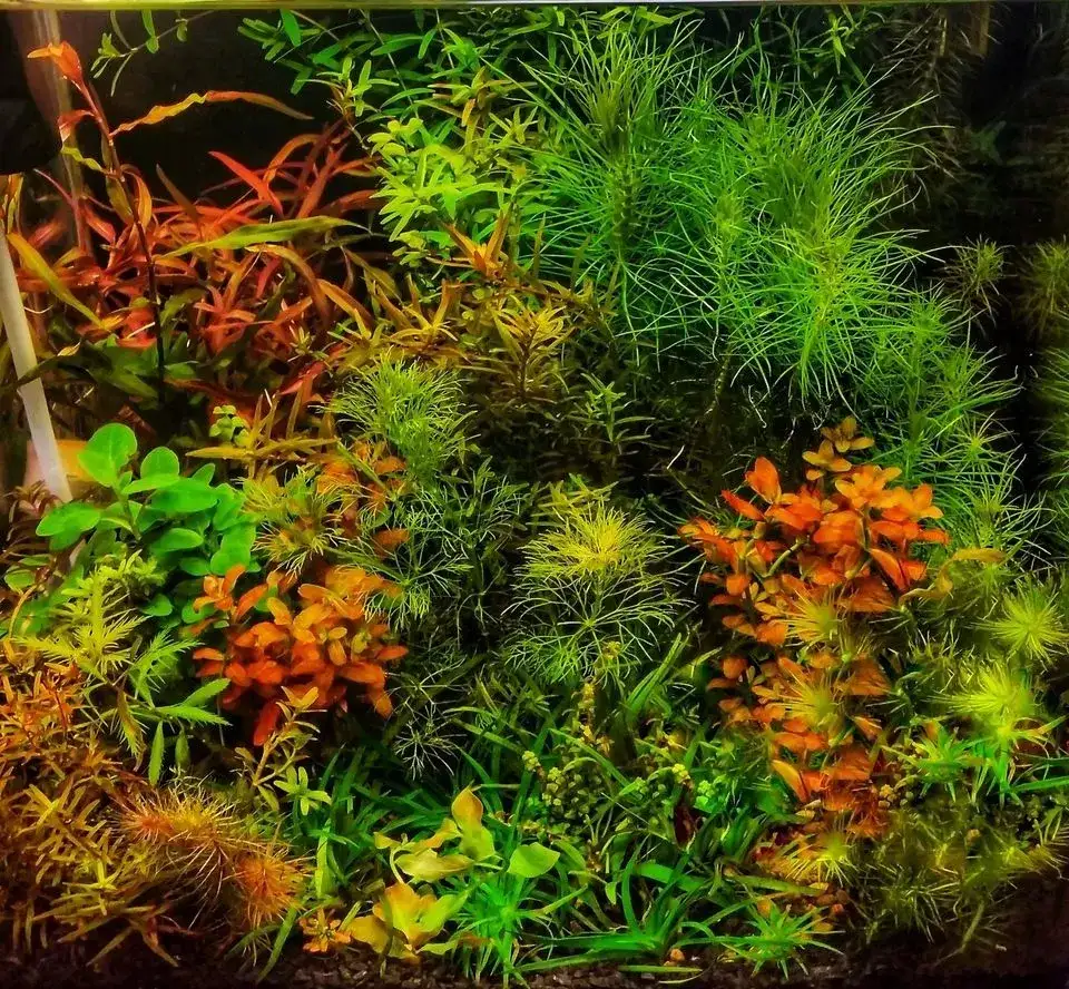 Poprawne oświetlenie akwarium - ile godzin światła dla zdrowych roślin i ryb