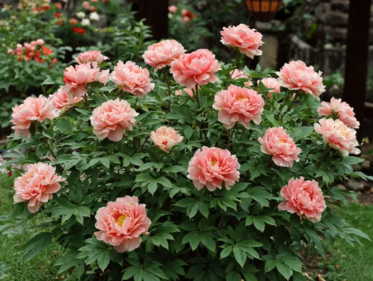 Krzew pełen kwitnących, różowych piwonii z zielonymi liśćmi.