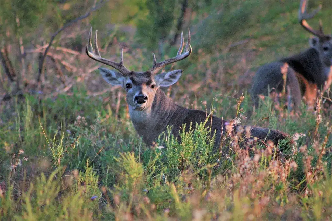 Jeleń z okazałym porożem w trawie. Czy myśliwy jest zdolny do oceny stanu zdrowia zwierzęcia, patrząc na jego wygląd?