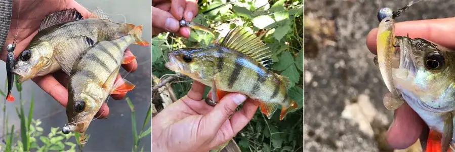 Die besten Köder für Barsch: So fangen Sie garantiert mehr Fische