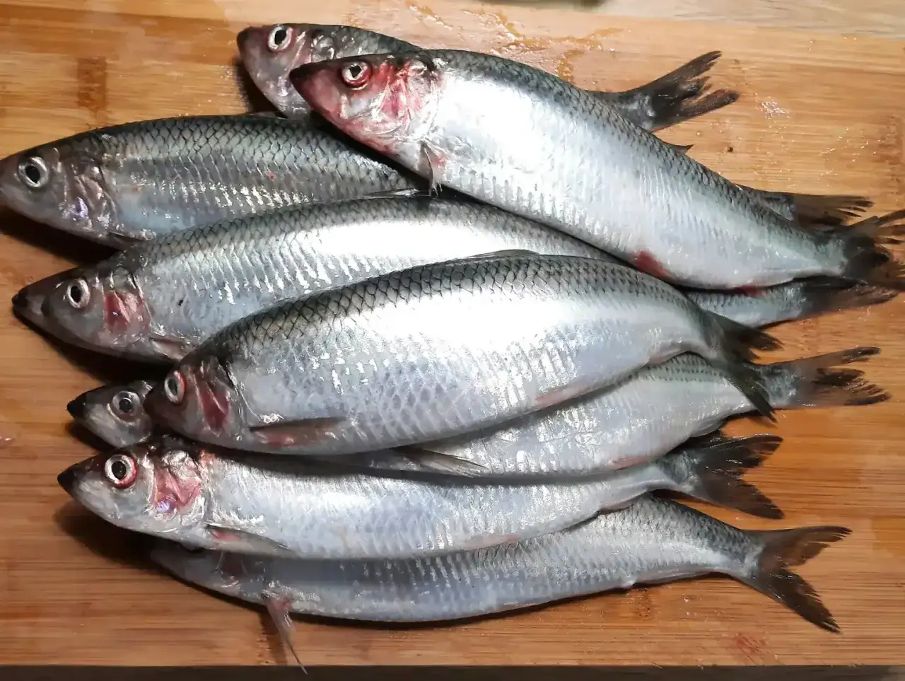 Bałtycki śledź: Złowisz go! Kiedy, gdzie, jak i legalnie?