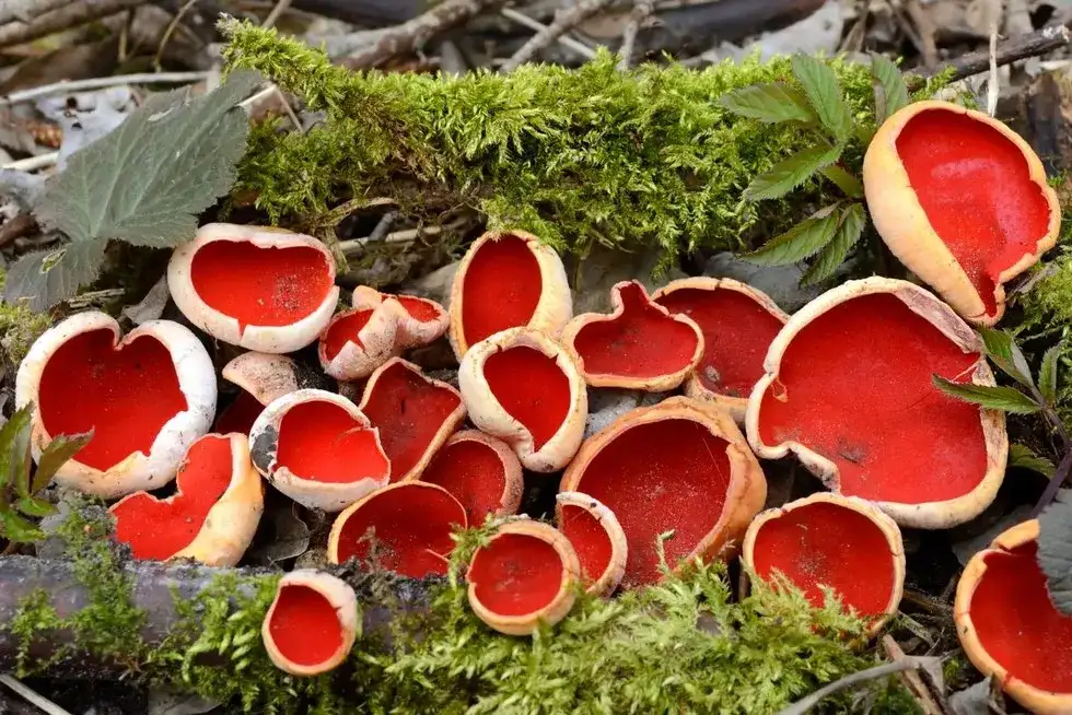 Czarka szkarłatna: informacje, przepis, jadalność