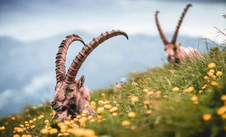 Animali in montagna: guida per avvistamenti sicuri e responsabili