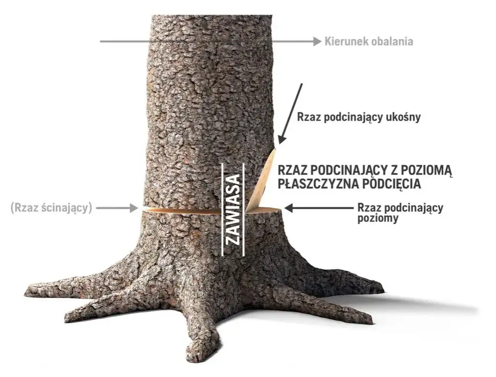 Jak ścinać drzewo żeby nie spadło na budynek – bezpieczne techniki i porady
