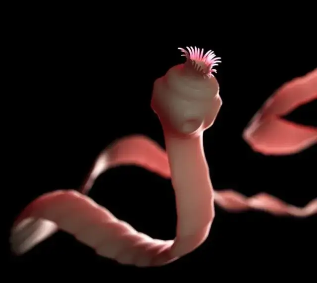 Skuteczne metody odrobaczania: jak pozbyć się pasożytów z organizmu