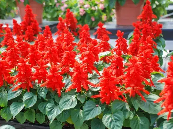 Szałwia błyszcząca - kiedy do gruntu, aby uniknąć przymrozków