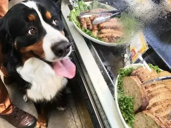 Czy pies może jeść smażone mięso? Dowiedz się, jakie są zagrożenia