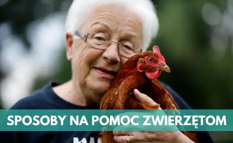 Jak skutecznie pomagać zwierzętom: 6 sposobów na realną pomoc
