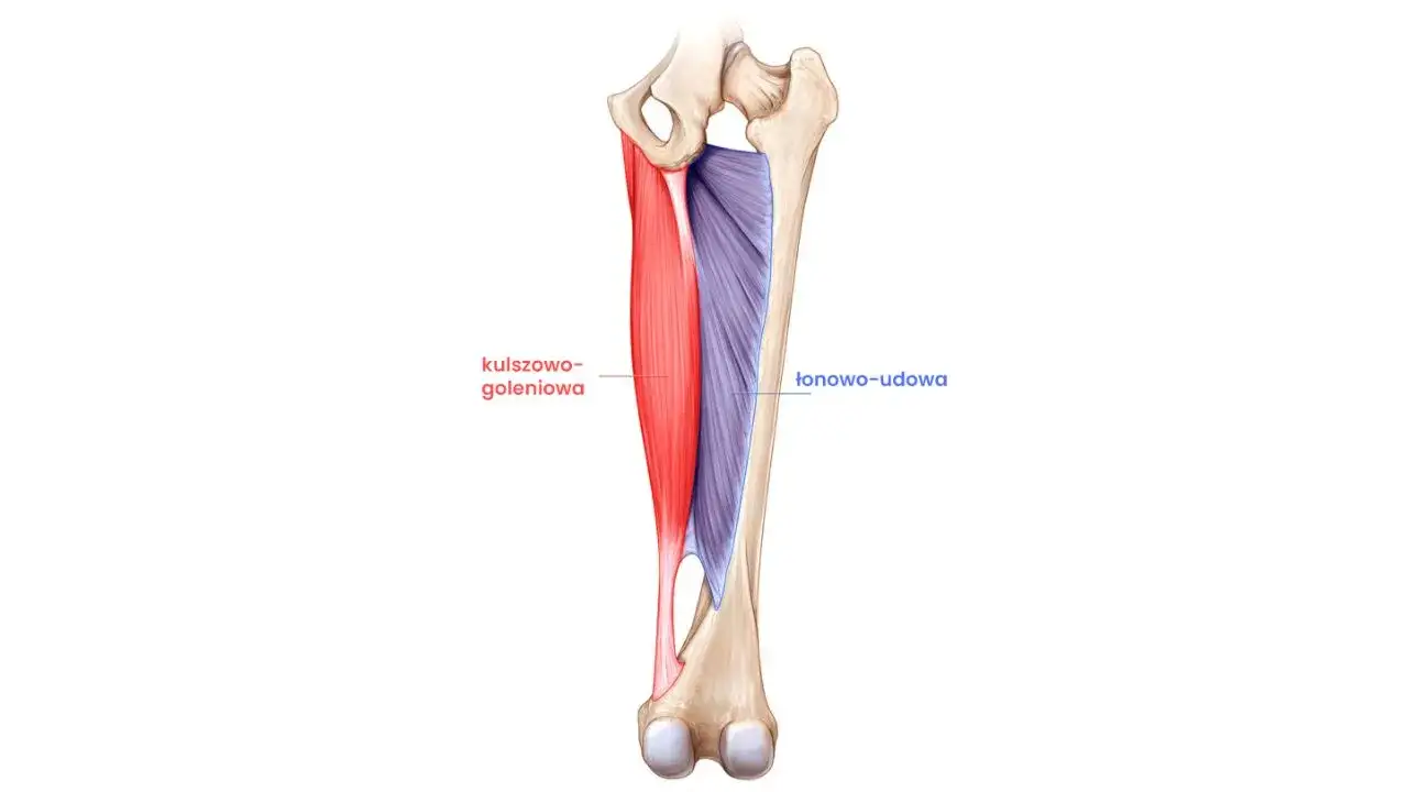 Mięsień smukły to jedne sekretny bohater Twojego ciała w ruchu