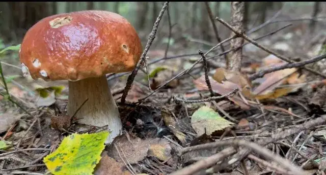 Jak skutecznie rozpoznawać grzyby? Najnowsze informacje i porady