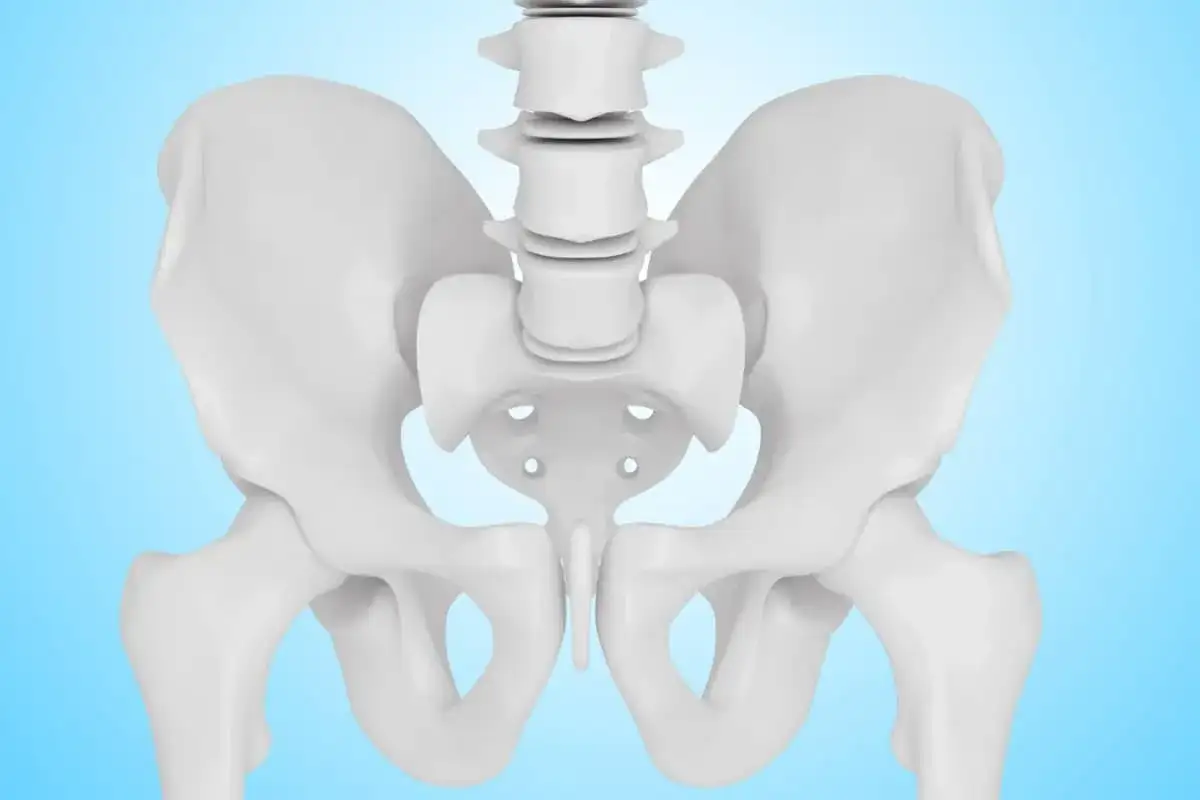 Biały model ludzkiej miednicy i kości udowych na jasnoniebieskim tle.