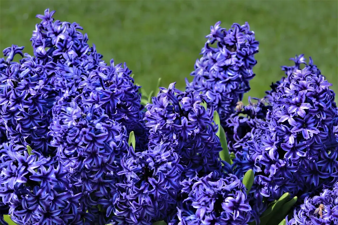 Kiedy sadzić hiacynty do gruntu, aby uniknąć błędów i cieszyć się kwitnieniem