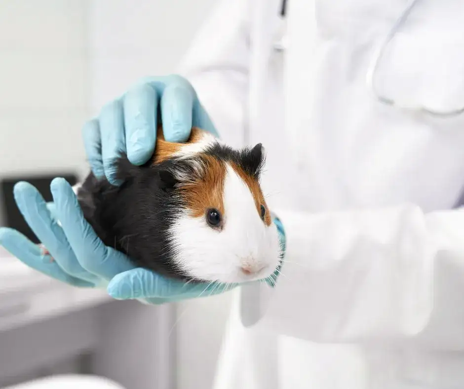 Czy z chomikiem chodzi się do weterynarza? Ważne informacje o zdrowiu