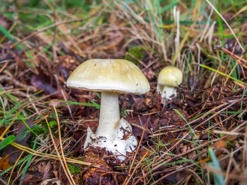 Grzyby w organizmie objawy: Jak rozpoznać i uniknąć groźnych skutków