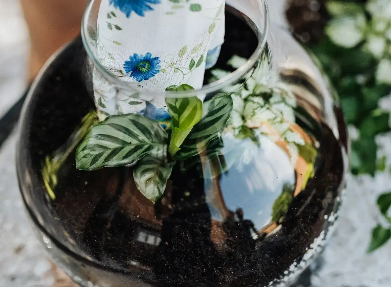 Jak sadzić kwiaty w doniczce z wkładem - uniknij najczęstszych błędów