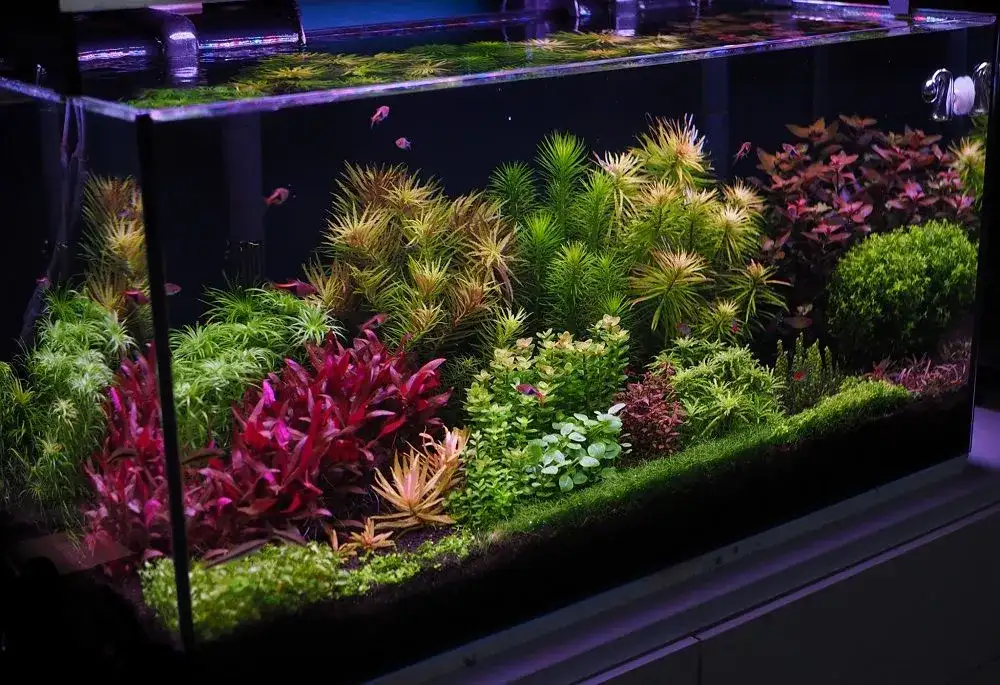 Jak często wymieniać wodę w akwarium? Zasady i harmonogram