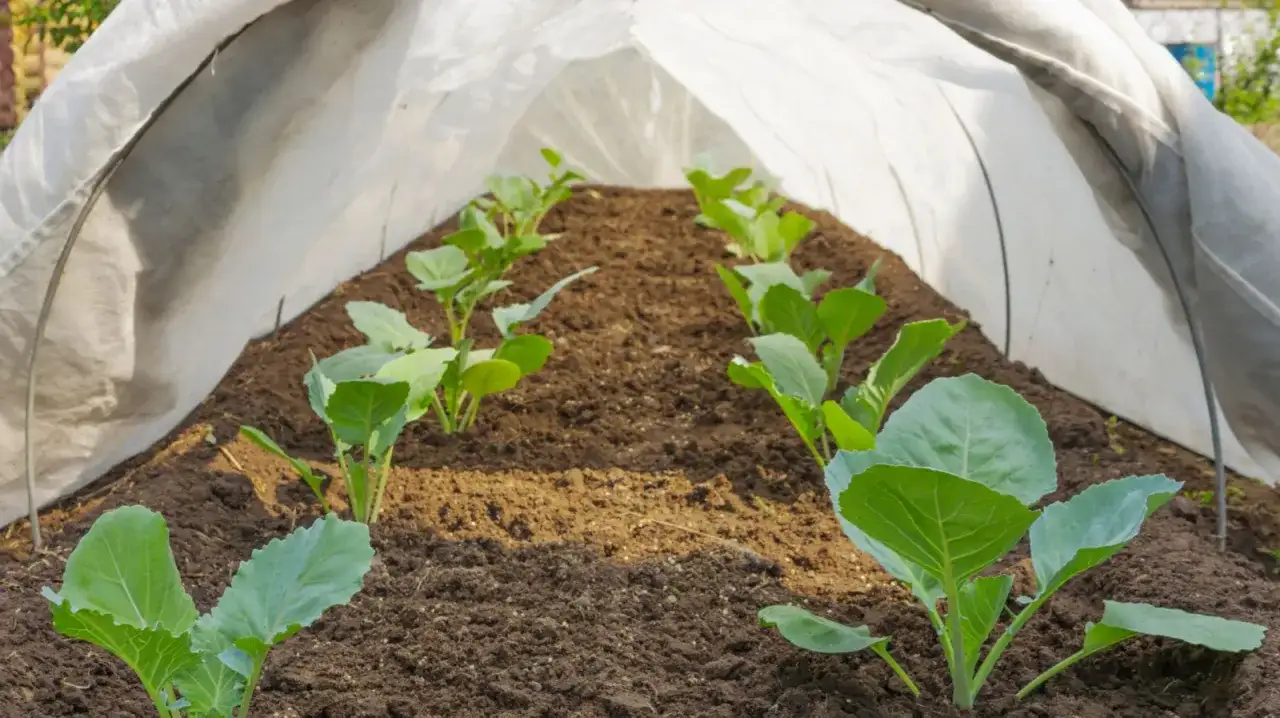 Młoda sałata pod osłonami chroni się przed przymrozkami. Zdrowe, zielone liście rozwijają się w żyznej ziemi.