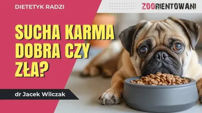 Sucha karma dla psa: zdrowa czy szkodliwa? Poznaj fakty