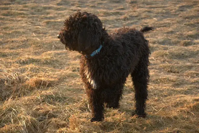 Barbet Szczeniak - Sprawdź naszą ofertę na bardzo mały pies pokojowy