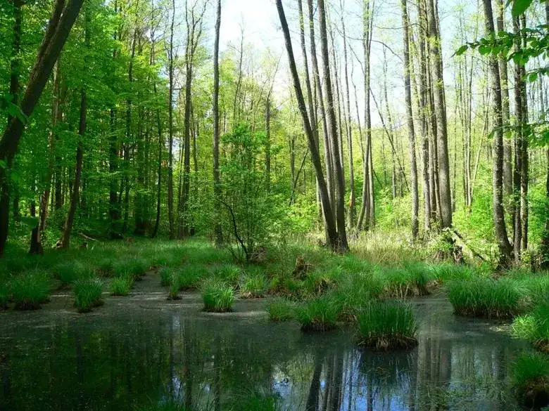 Rezerwaty przyrody Lubuskie - odkryj piękno natury w regionie