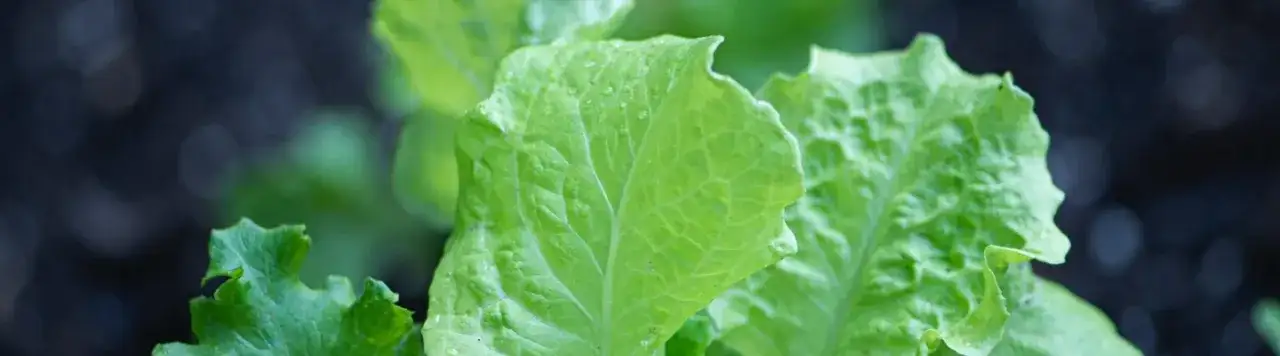 Jak uprawiać sałatę: proste błędy, które mogą zrujnować zbiór