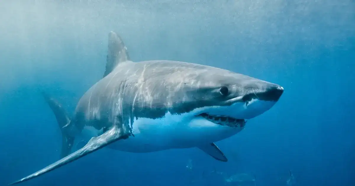 Rekiny w Bałtyku: Czy są groźne? Fakty i mity przed urlopem