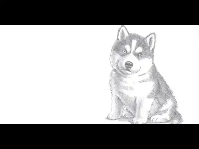 Jak łatwo narysować psa husky krok po kroku dla początkujących