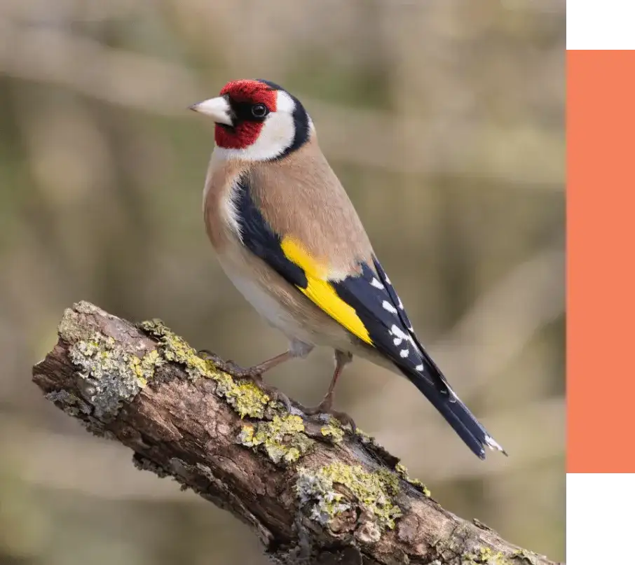 Gdzie zimują szczygły w Polsce: poznaj ulubione miejsca tych kolorowych ptaków