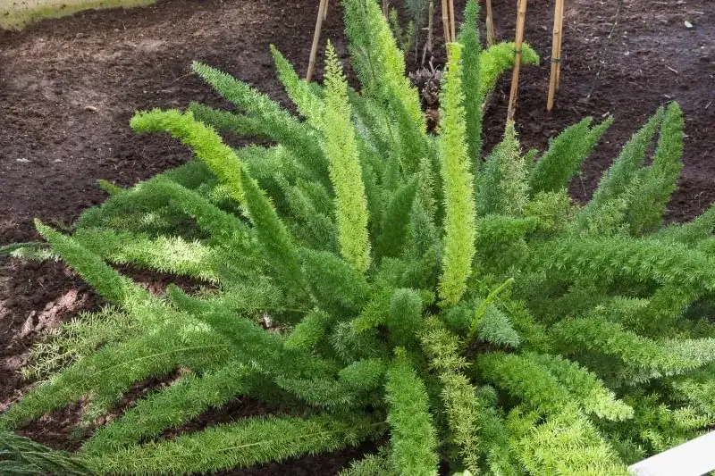 Asparagus ogrodowy: jadalny i zdrowy przysmak - co warto wiedzieć