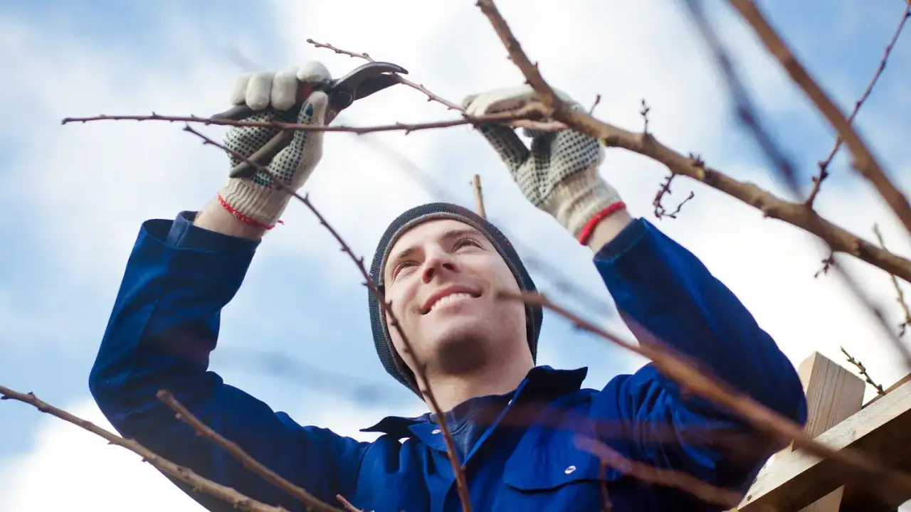 Kiedy i jak przycinać morele, aby uniknąć słabych plonów