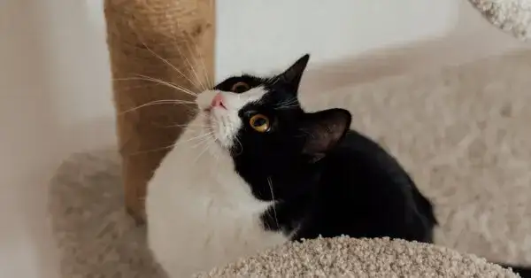 Kotka sika poza kuwetą? Zdiagnozuj przyczynę i znajdź rozwiązanie!