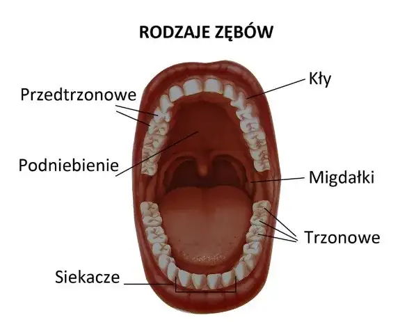 Z czego są zęby? Odkryj tajemnice ich budowy i funkcji