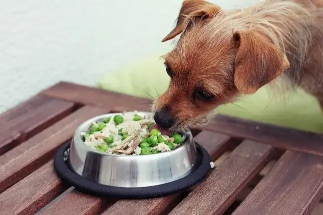 Co ugotować dla psa: zdrowe przepisy, które twój pupil pokocha