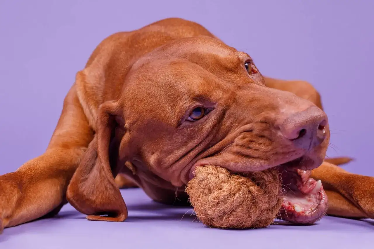 Jakie gryzaki dla szczeniaka wybrać, aby zapewnić mu bezpieczeństwo?