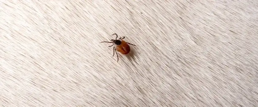 Jak wyciągnąć psu kleszcza bez ryzyka i zadbać o zdrowie pupila