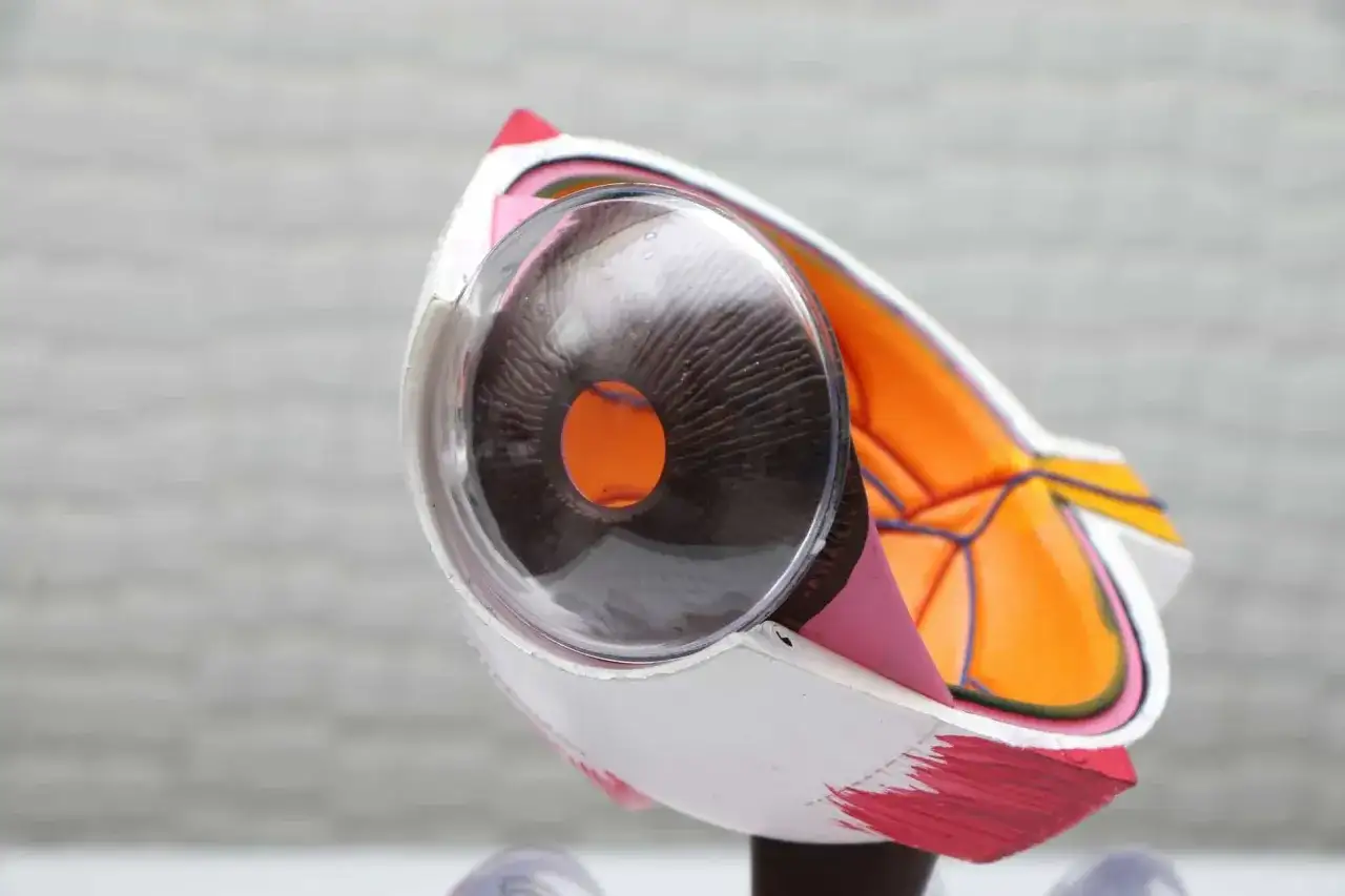 Model oka z widocznym przekrojem, ukazujący tęczówkę i soczewkę.