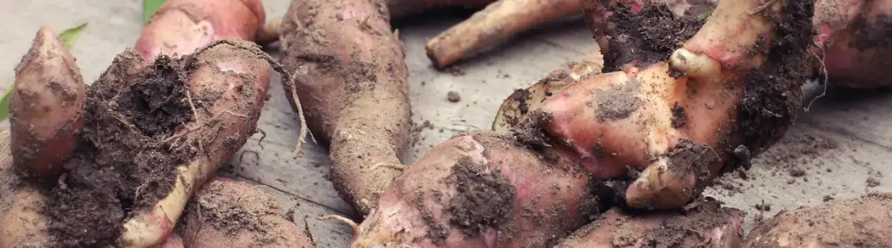 Jak uprawiać topinambur: proste kroki do udanej uprawy w ogrodzie