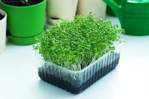 Rzeżucha: Jak prawidłowo siać, uprawiać i dbać o rzeżuchę?