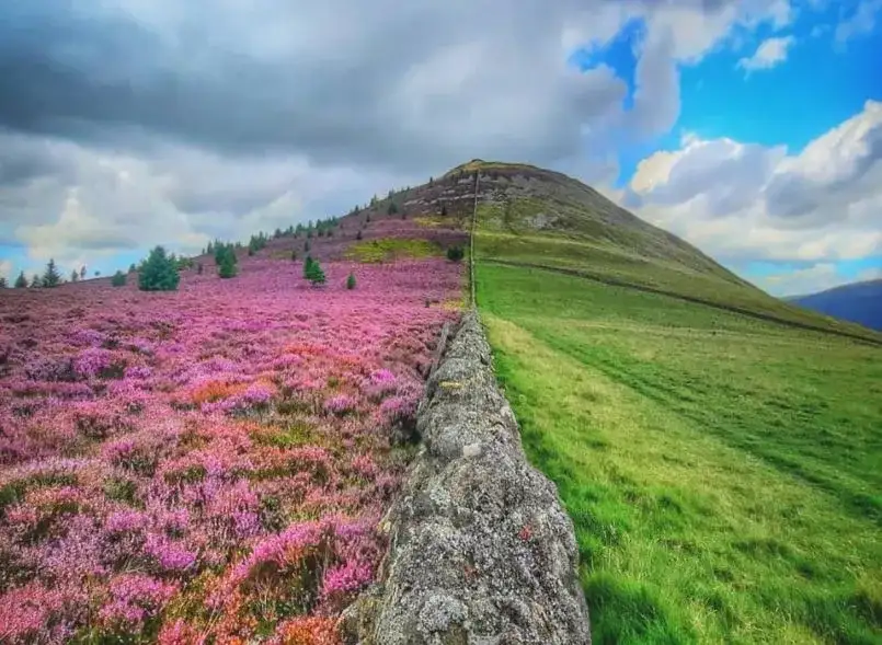 Dlaczego oset jest symbolem Szkocji? Odkryj jego tajemnice i znaczenie