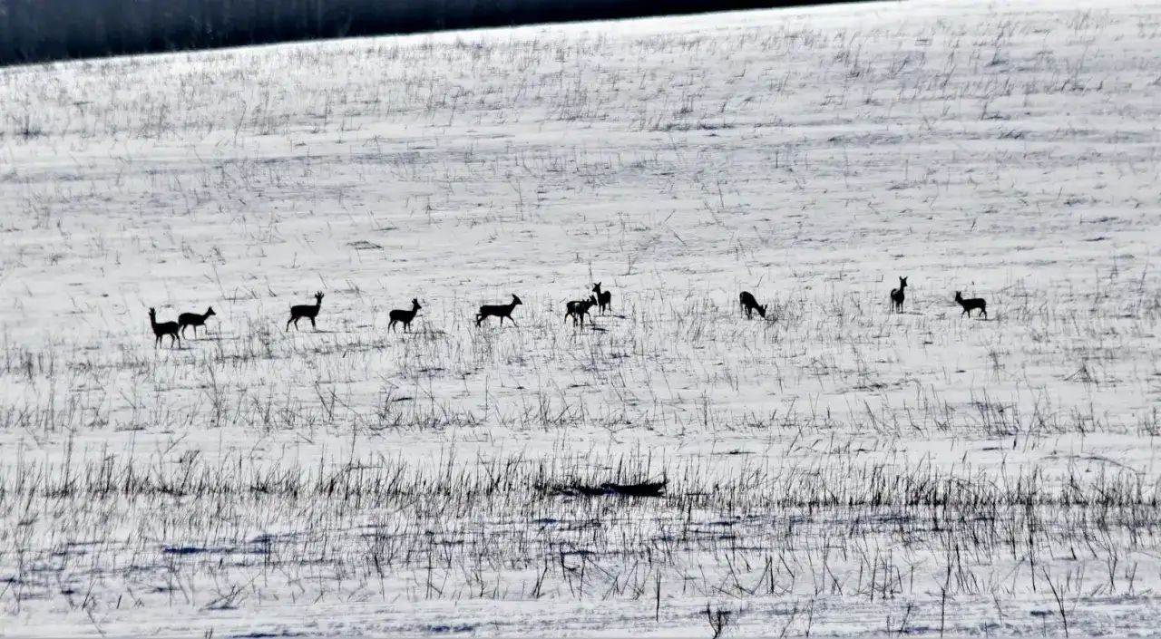 Stado saren na ośnieżonym polu. Czy każdy myśliwy dokarmia zwierzęta zimą? Widać, że te potrzebują pomocy.