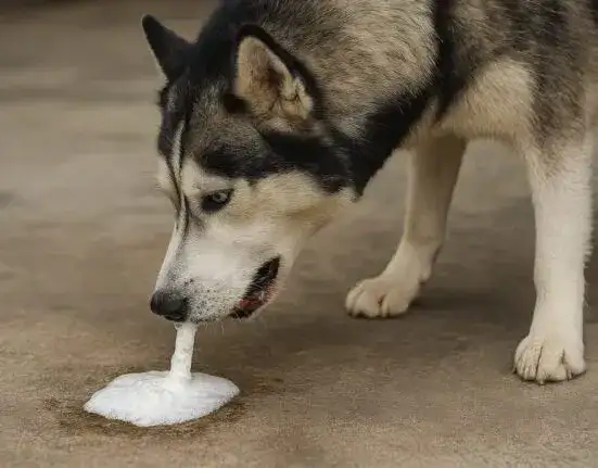 Co oznacza bulgotanie w brzuchu psa? Przyczyny, diagnoza i leczenie