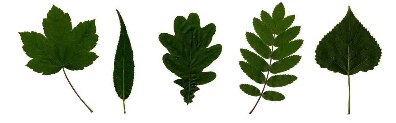 Pięć zielonych liści polskich drzew: klonu, wierzby, dębu, jarzębiny i topoli, ułożonych na białym tle.