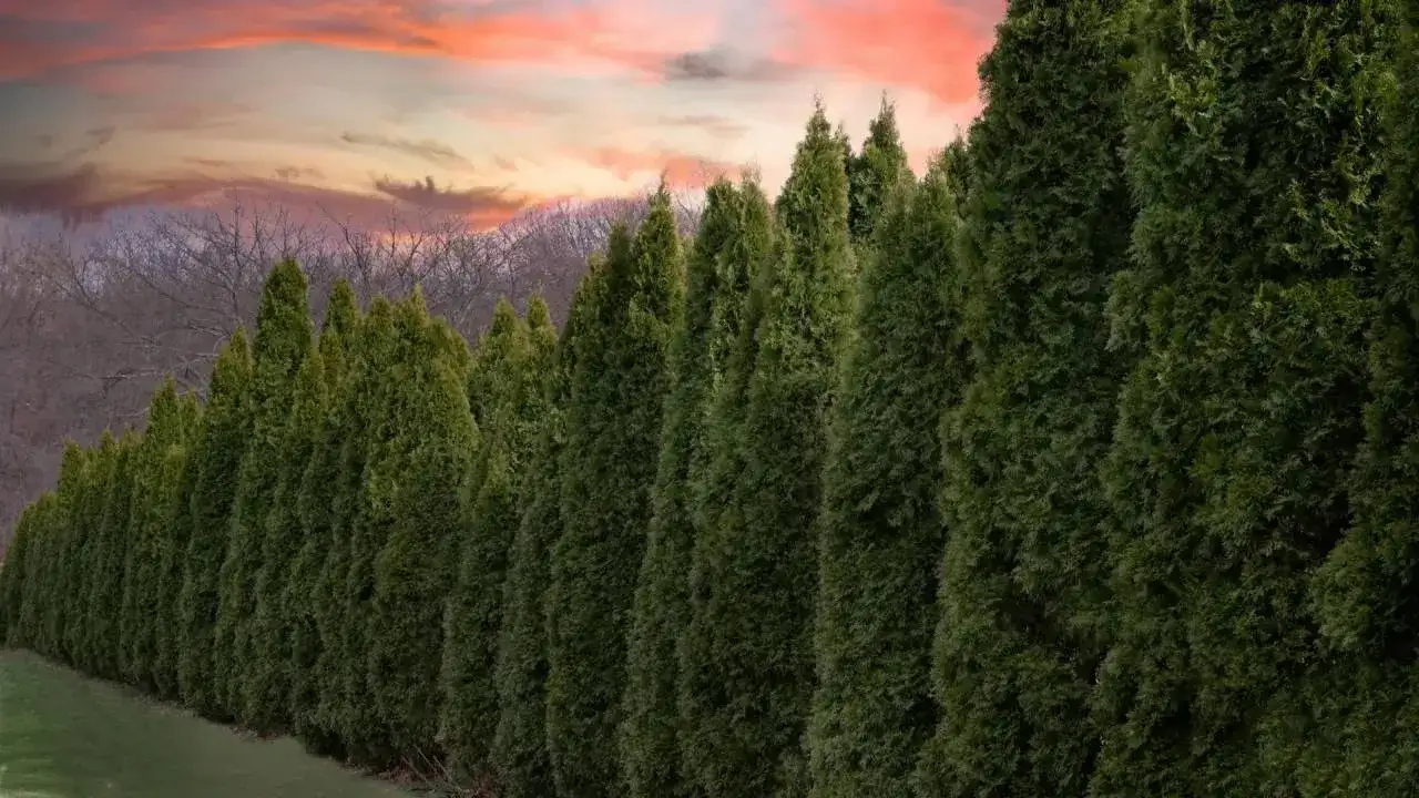 Ile cm od płotu sadzić tuje, aby uniknąć problemów z sąsiadami?